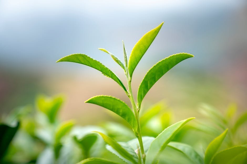 A Camellia sinensis tea plant with fresh green leaves growing on a hillside farm