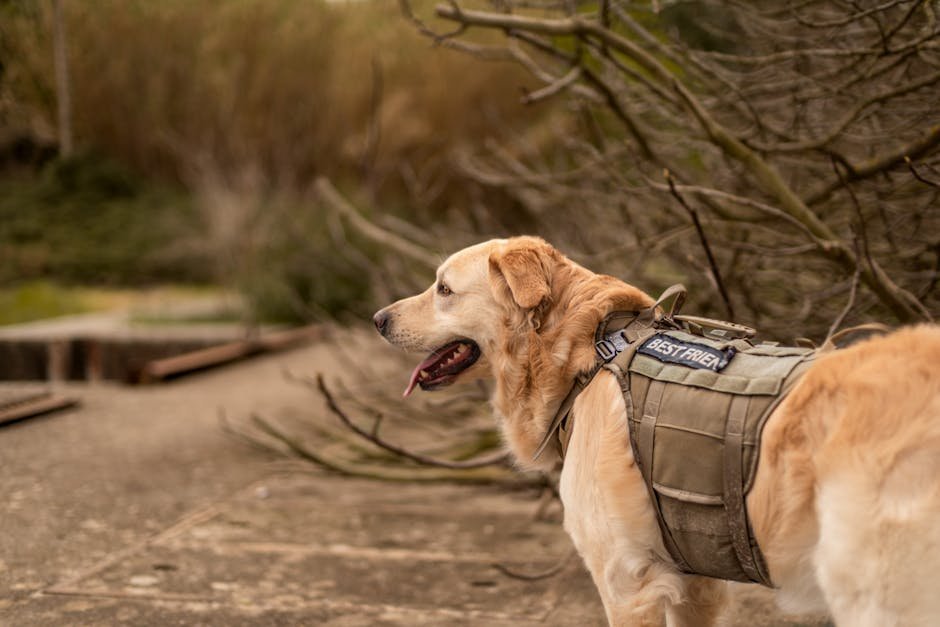 Service dog in vest performing task for handler