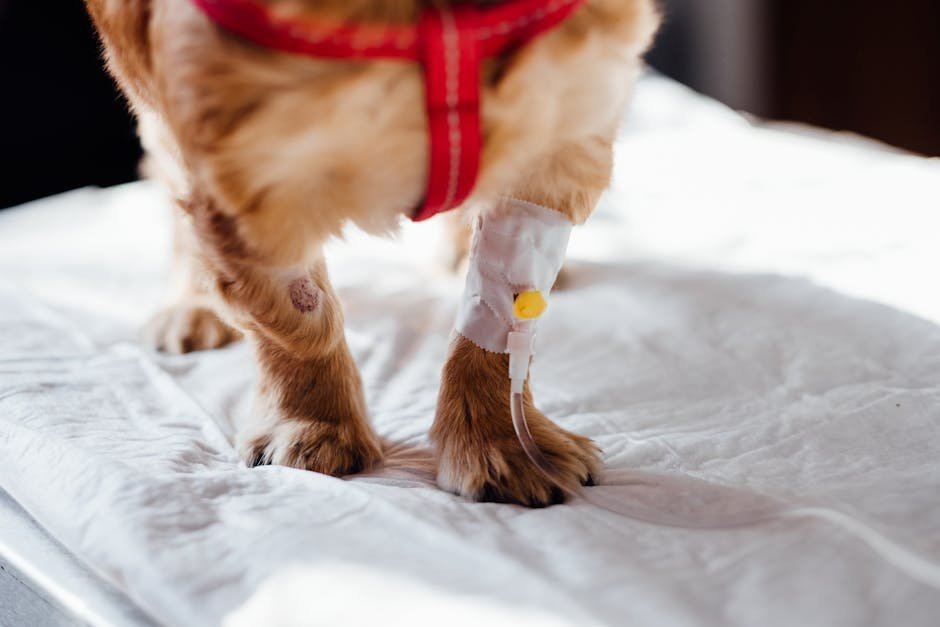 Therapy dog visiting patient in hospital room